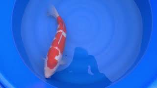 video van Sandan Kohaku 2306019