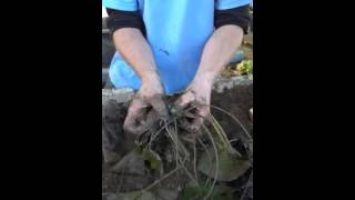 How to plant a tropical water lily
