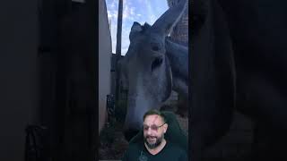 Biólogo Henrique acabou de ganhar um jumento e Russo adestrador vai salvar a situação...