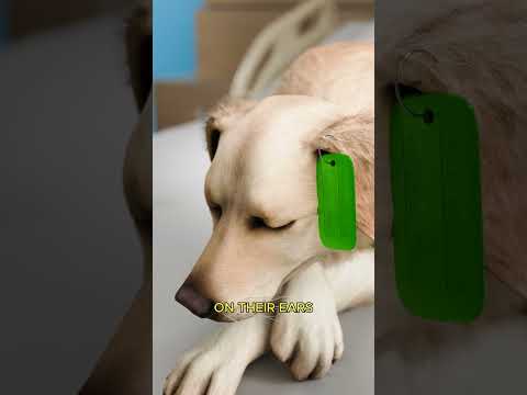 The Color Tag System That Saves Stray Dogs 🐕