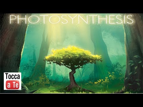 Tocca a te 094 - Photosynthesis