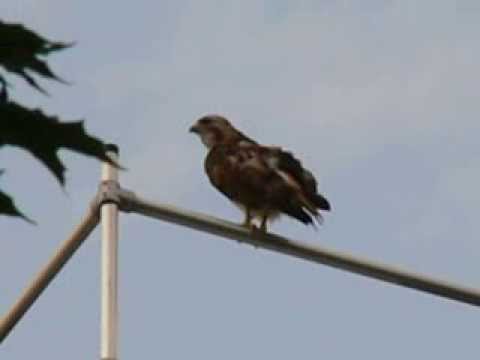 8 22 2013 cornell red tailed hawks ezra (l) foot shake, & big red (r) on caldwell railing
