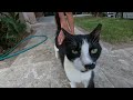 Cute Tuxedo Cat Needs Love And Attention More Than Food