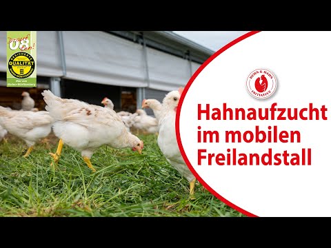 , title : 'Kerngesunde männliche Küken: Aufzucht im mobilen Freilandlandstall'