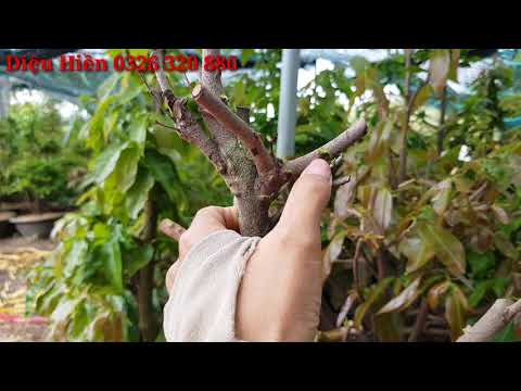 kỹ thuật Chăm sóc Mai tàng nguyên thủy sau khi thay vào chậu (đã thay vào chậu 18 ngày)