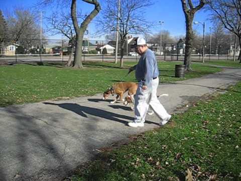Alfredo and JoAnna with their dogs at Riis Park in Chicago