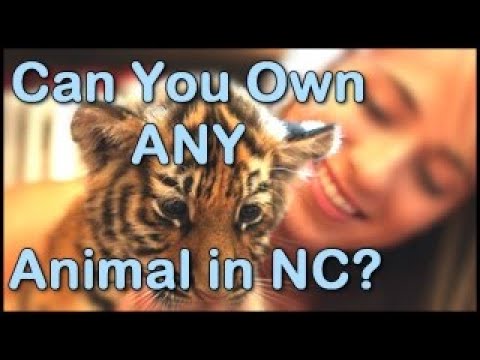 Eastern Nc Craigslist Pets