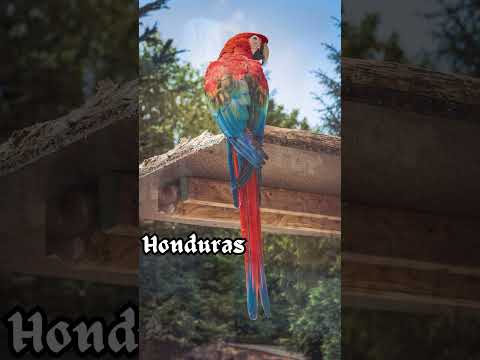 HONDURAS - FUN FACTS #shorts #honduras