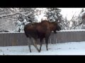 Moose Jumping