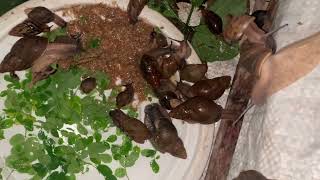 The best food for snails is Moringa leaves .mixed with chicken feeds and calcium carbonate