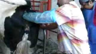 preview picture of video 'violacion de una vaca en loreto zac.3gp'
