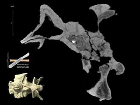 WitmerLab: Majungasaurus Braincase CT, Sagittal slices