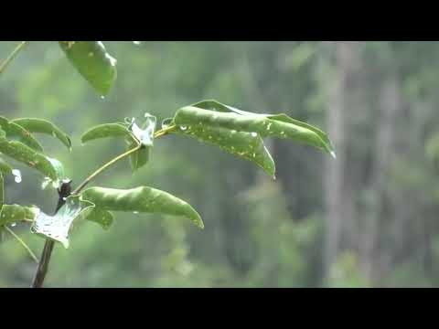 eight hours of rain sounds for sleep | Osam sati zvuk kise za uspavaljivanje