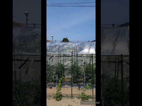 トマトを雨から守るには？ 3 つの効果的で創造的なテクニック  庭園