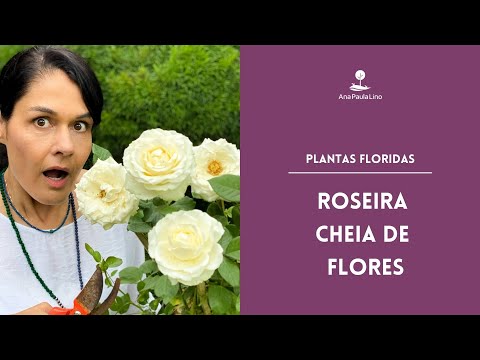 FLOWERING PLANTS: Do rose bushes like sun or shade? How to care for and prune them