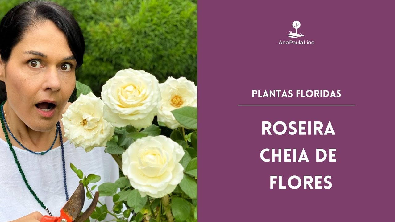 PLANTAS FLORIDAS: Roseira gosta de sol ou sombra? Como cuidar e podar