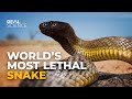 Why This Is the Deadliest Venom in the World