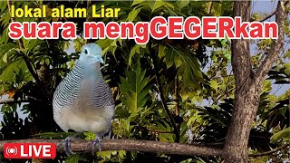 Download lagu suara burung Perkutut Lokal Gacor di alam suara merangsang BUNYI CEPAT NYAUT mp3