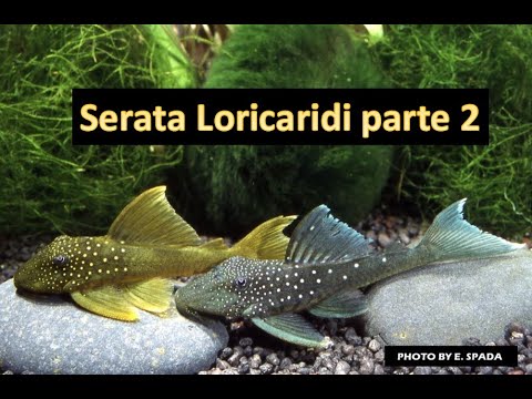 , title : 'Lorenzo Nitoglia presenta Loricaridae, un viaggio nel sempre meno ignoto Parte 2'