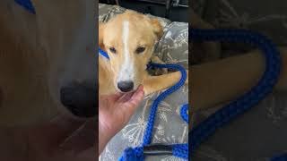 Video preview image #1 Labrador Retriever-Unknown Mix Puppy For Sale in The Woodlands, TX, USA