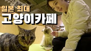Visiting Japan's largest and most luxurious cat cafe in Tokyo, Mocha cat cafe
