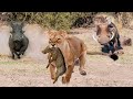 Unbelievable Brave Warthog Parents Is Determined To Chase And Attack Lion To Get Their Baby Back