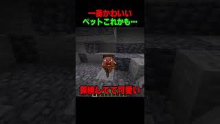 新しいペット👶 #shorts  #マイクラ #マインクラフト