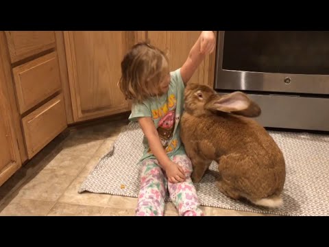 3-Year-Old Girl and Giant Rabbit Get Into Trouble Together