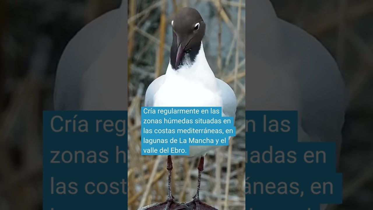 ¡Su plumaje cambia cuando es época de cría!
