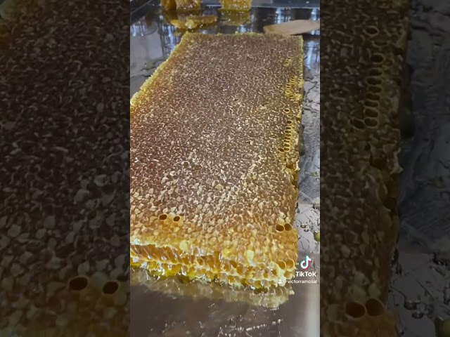 Vídeo relacionado con Panal de Miel (Estructura Celular Natural) | Formato 400g (Pack de 2x200g aprox.) | Insumo de Alta Especialización | Integridad de Origen