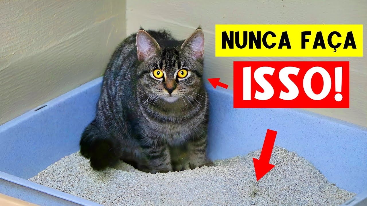 Erros Comuns, mas PERIGOSOS, que Tutores de Gatos Cometem! A Vida do Seu Gato Pode Depender Disso! 🔥