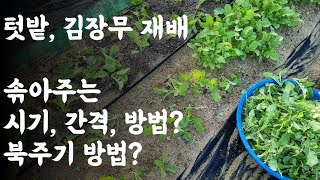 텃밭, 김장무 재배 / 솎아주는 시기, 간격, 방법? / 북주기 방법?