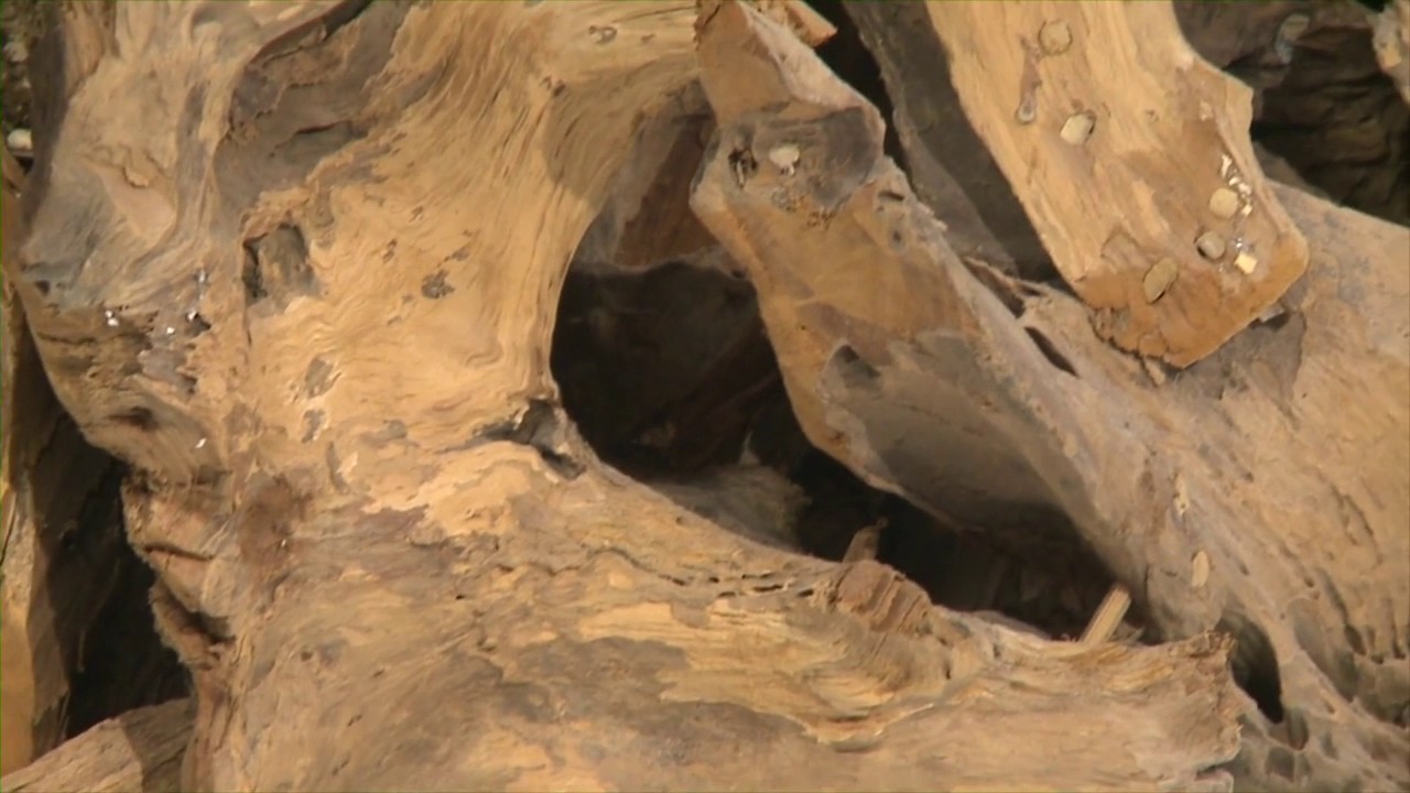 Driftwood Glass Top Cocktail Table from Uttermost (25519) Coleman