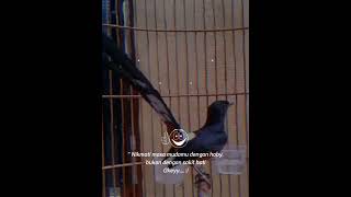 Download lagu story' wa 30 detik #muraibatu #shorts mp3