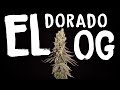 El Dorado OG by Paradise Seeds - Seed to Harvest  (AC Infinity 4x4 Grow Tent & Controller 69)