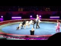 Circus Dogs 3