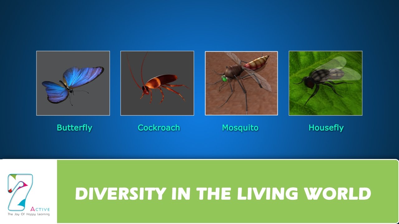 DIVERSITY IN THE LIVING WORLD