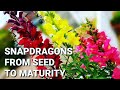 How to grow Snapdragons (Antirrhinum majus) from seeds ~ Full tutorial from seed to mature plants