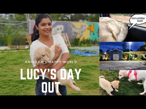 Lucy's Day out in Lockdown | Wille's Pet Paradise | Grooming |Anshika's Happy World