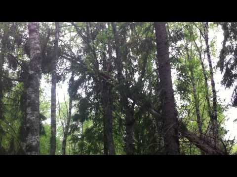 Vindfälla, Gran med dubbla toppar hänger i en björkklyka