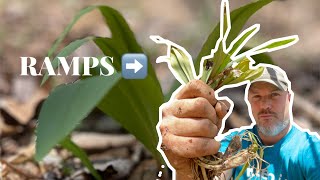 Can harvesting RAMPS be sustainable?