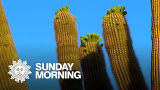 Nature: Cactus blooms in Arizona