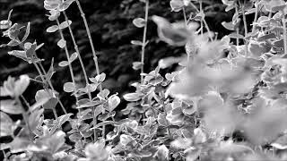 TEARS - Valérie Eijsermans