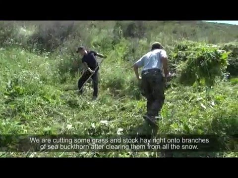 Gestão Conjunta da Vida Selvagem no ecossistema montanhoso do distrito de Kemin, região de Chui, Quirguistão