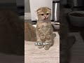 What Does Purring Really Mean?😻