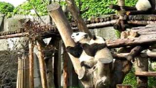 preview picture of video '7 baby giant pandas playing together in Chengdu'