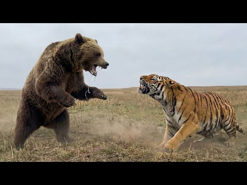 Bear and Tiger — A Rare Moment in the Wild | Inside the Wild