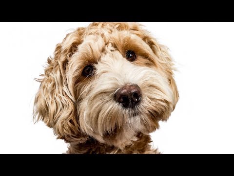 2nd YouTube video about are labradoodles smart