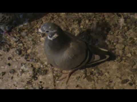 Campion columbofil dl Radu Cristinel Urleta Prahova Romania pui generatia 2017 7 oct 2017