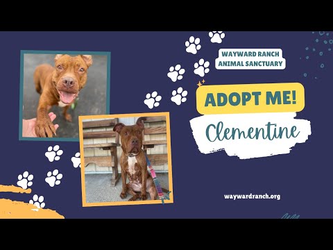 Clementine, an adoptable American Staffordshire Terrier & Pit Bull Terrier Mix in Kerhonkson, NY_image-1